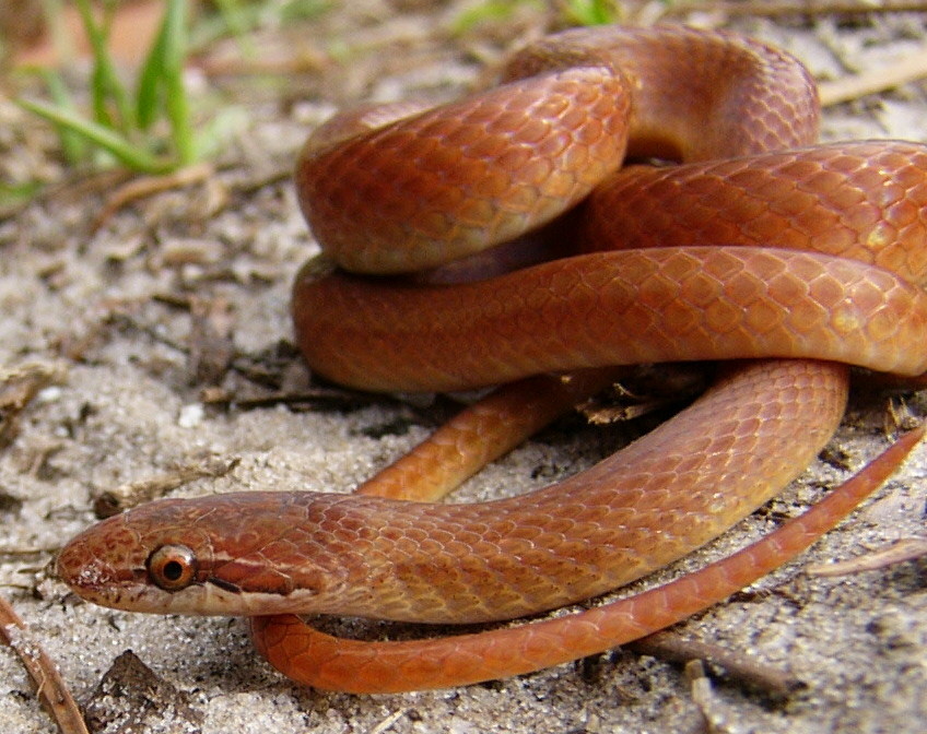 Phillip's Natural World: Florida's Non-poisonous Snakes